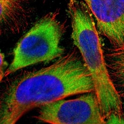 Spectrin beta 2 Antibody, Novus Biologicals:Antibodies:Primary Antibodies